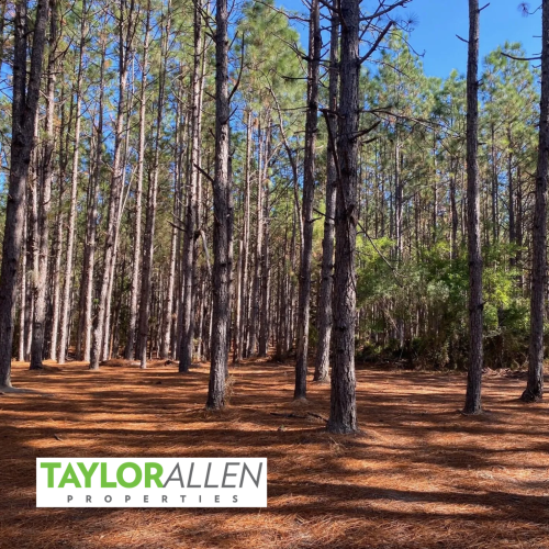 Taylor Allen Properties