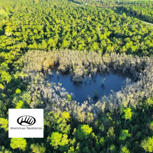 132 Acres of Hunting Land