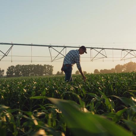 Man in growing field